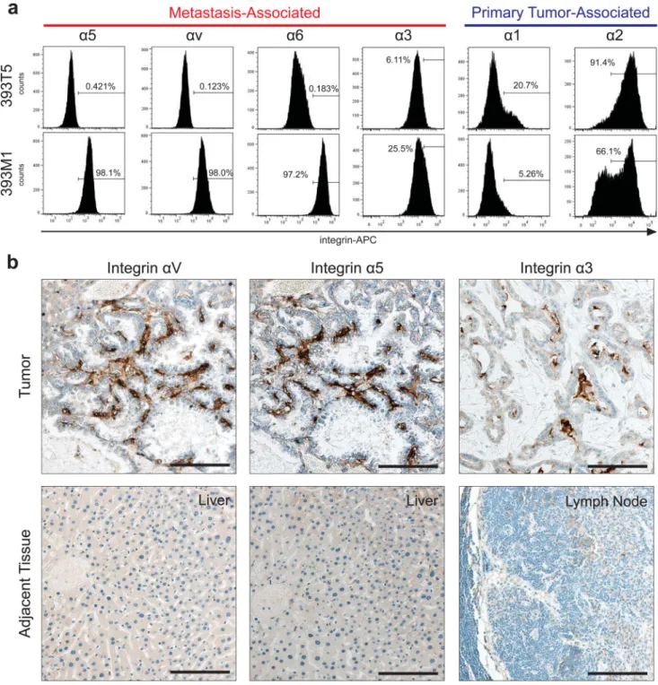 Figure 6. Integrin Surface Expression Correlates with ECM binding profiles