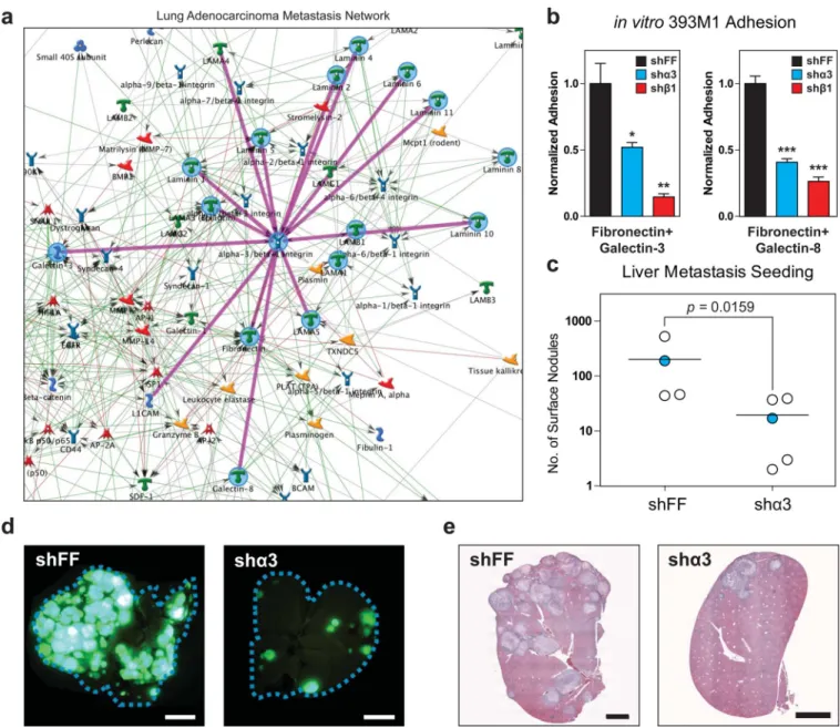 Figure 7. Integrin α3β1 mediates adhesion and seeding in vitro and in vivo (a) in silico network mapping using GeneGO (MetaCore) generates the Lung