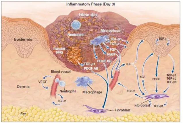 Figure 2. The first stage of wound healing – inflammation.   