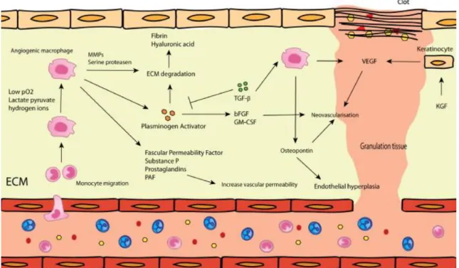 Figure  4.  Angiogenesis  and  vasculogenesis:  This  is  part  of  the  proliferative  phase