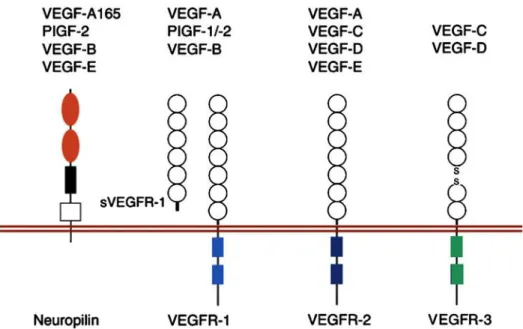 Figure  8.  Schematic  representation  of  interactions  between  VEGF  family  members and their receptors