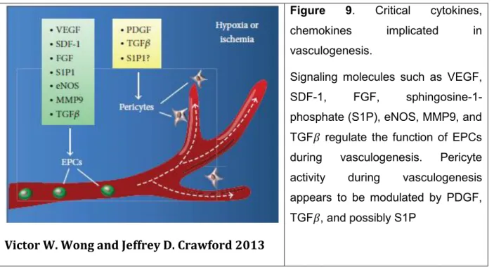 Figure  9.  Critical  cytokines,  chemokines  implicated  in  vasculogenesis.  