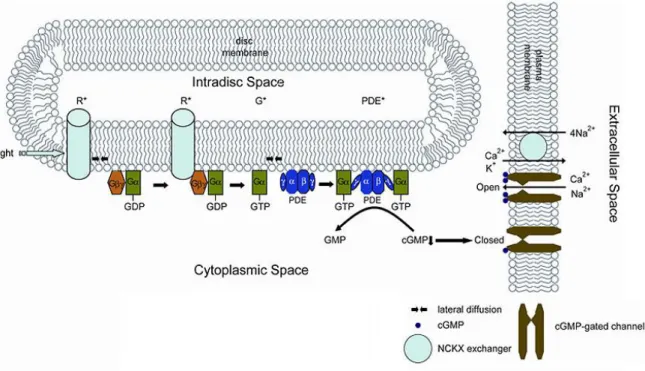Figure 7: Schematic representation of rod phototransduction (modified from Webvision)