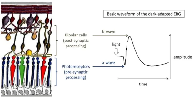 Figure 20: Origin of the a- and b-waves in the dark-adapted ERG. A schematic representation of the retina (left, from  Webvision)  and  a  representative  ERG  trace  from  the  mixed  rod-cone  response  (right)  are  shown
