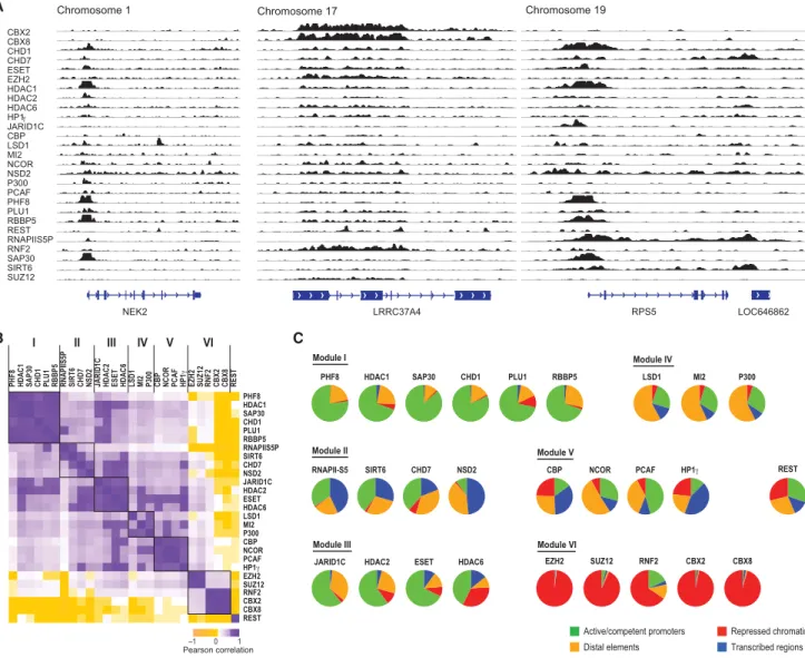 Figure 3. CR Binding Maps Reveal Modular Organization and Coherent Associations with Chromatin States