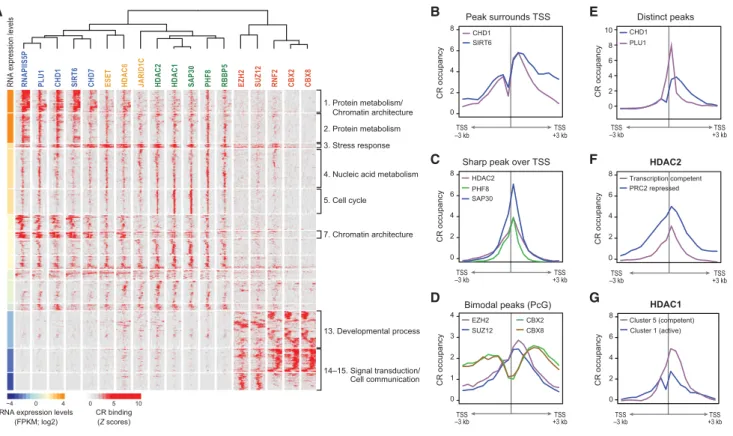 Figure 4. Fine-Scale CR Binding Profiles Distinguish Coherent Gene Sets