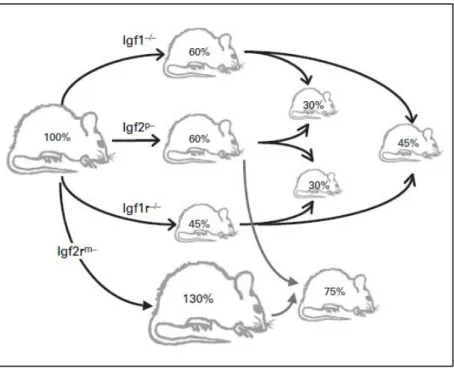 Figure  1 :  Effet  de  différentes  invalidations  génétiques  du  système  IGF  sur  la  croissance  fœtale chez la souris