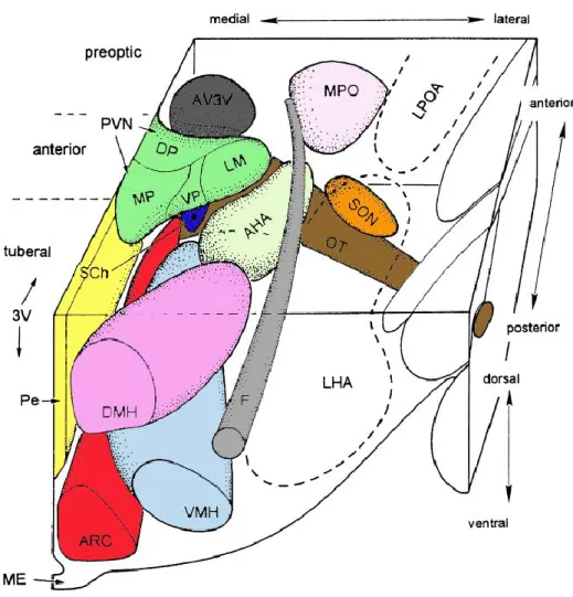 Figure 8 : Organisation tridimensionnelle des noyaux majeurs de l’hypothalamus.  