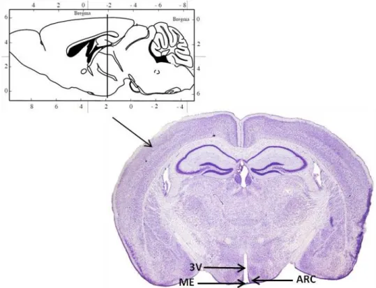 Figure 10 : Coloration au crésyl violet d’une coupe coronale de cerveau murin. Abréviations  : 3V, 3 ème  ventricule ; ARC, noyau arqué ; ME, éminence médiane