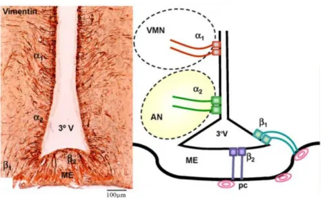 Figure 11 : Coupe coronale d’un hypothalamus de rat au niveau de l’éminence médiane. Un  immunomarquage des tanycytes avec la vimentine est représenté à gauche et les 4  sous-populations  de  tanycytes,  α 1 ,  α 2 ,  β 1 et  β 2 , sont illustrées à droite