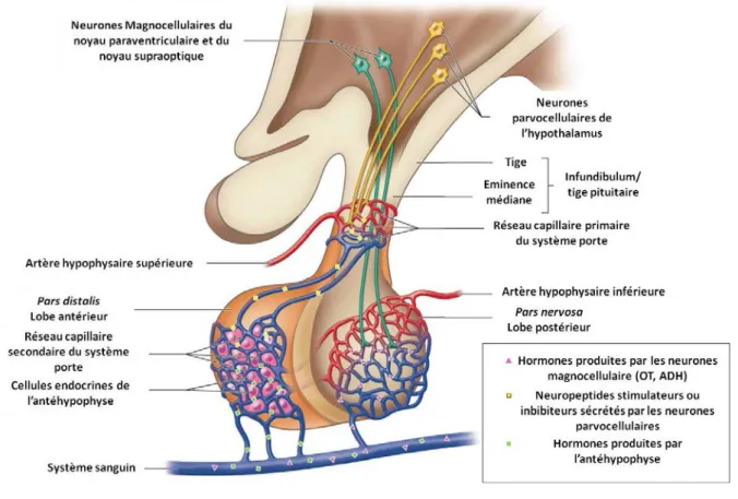 Figure 13 :  Représentation du complexe hypothalamo-hypophysaire.  Les neurones  magnocellulaires  projettent  au  niveau  du  lobe  postérieur  de  l’hypophyse, tandis que les  neurones  parvocellulaires  innervent  l’éminence  médiane  au  niveau  du  sy