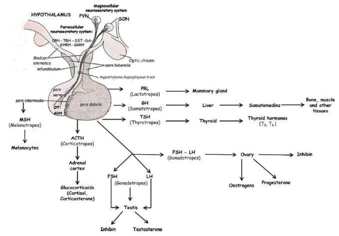 Figure 15 :  Représentation du complexe hypothalamo-hypophysaires et de leurs organes  cibles