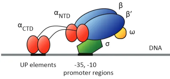Figure 7.1  Structure and DNA interactions of RNA polymerase 