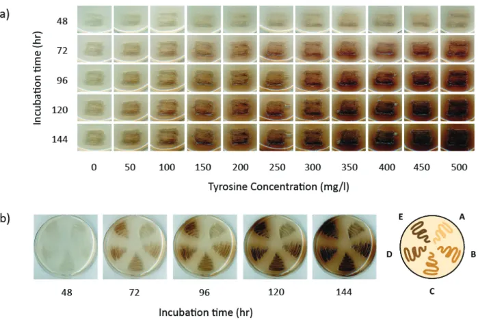 Figure 5.6  Melanin production on MOPS‐agar plates with 20 mM Na 2 HPO 4  