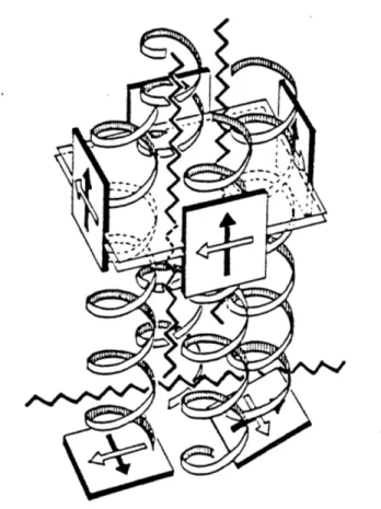 Figure  0.4.  Schematic  representation  of  LHII,  composed  of  (  and  3 subunits.  The  core  LHII  protein  is thought  to  be  an  a2P2 tetramer