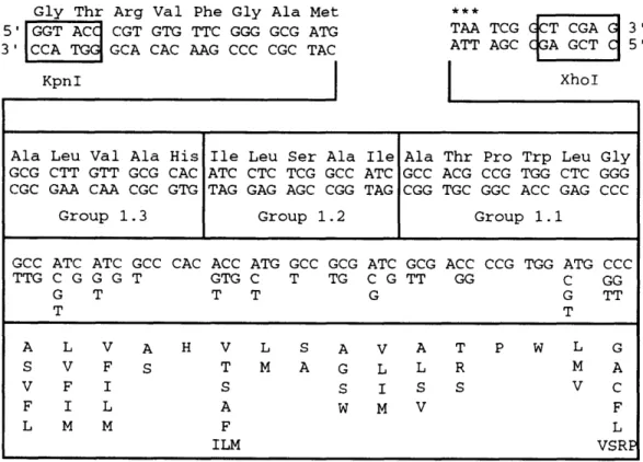 Figure  2.2.  An  optimized  combinatorial  cassette  was  designed  for  the construction  of the group  2.1  EEM  library