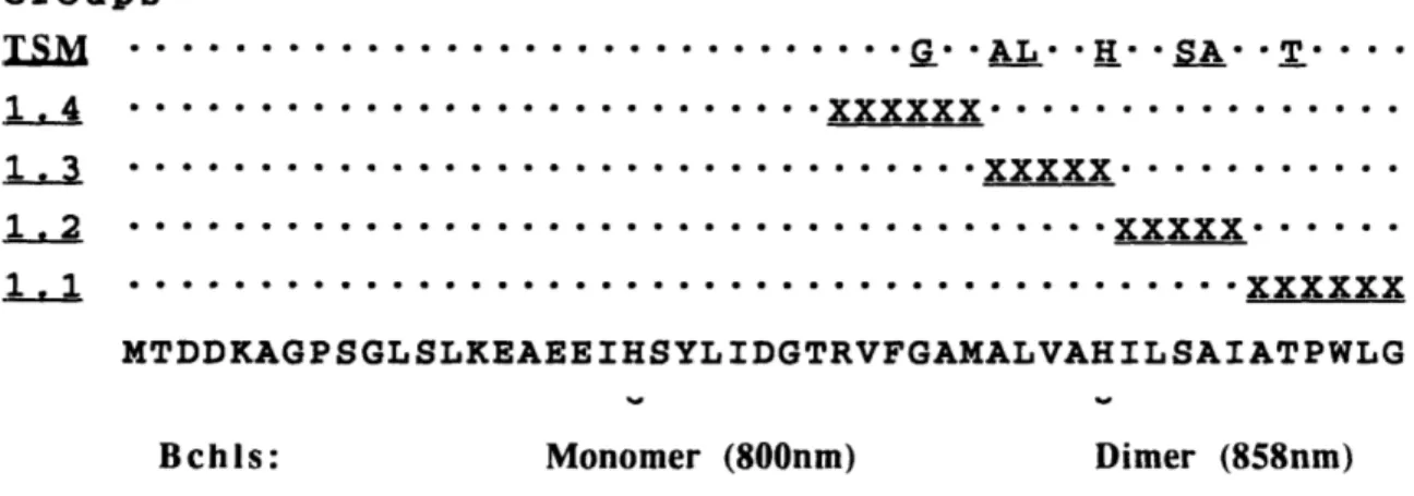 Figure  3.1.  The  Light  Harvesting  II P  subunit  amino  acid  sequence (bottom  line  of  figure,  single  letter code)  has been  genetically  altered  in five different  mutagenesis  experiments