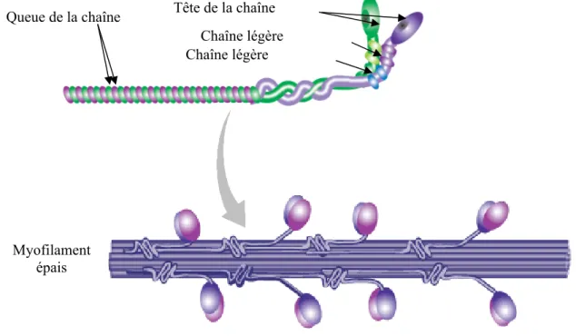 Figure 5 : Le myofilament épais  