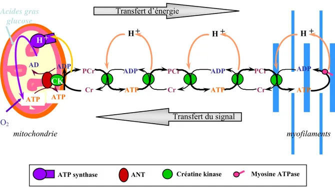 Figure 18 : Transfert d’énergie par le système créatine kinase (« shuttle ») 
