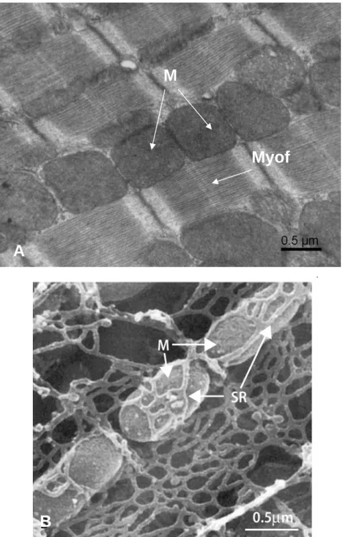 Figure 22 : Ultratructure de cardiomyocyte 