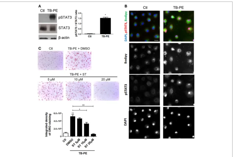 FigUre 6 | Signal transducer and activator of transcription 3 (STAT3) activation enhances lipid bodies accumulation induced by treatment of macrophages with  tuberculous pleural effusion (TB-PE)