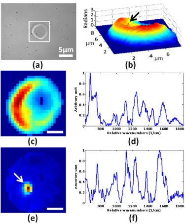 Fig.  3.  (a) Bright  field  image  for  blood  smear.  (b)  QPM image  for  the  boxed  RBC  in  (a)