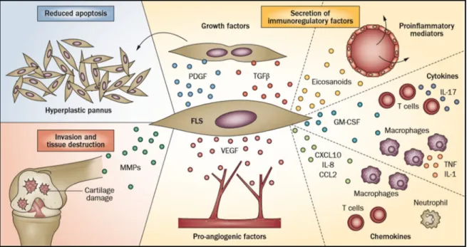 Figure 14. Rôle des  FLS au  cours de la  PR. Les  FLS  contribuent  à  la  physiopathologie  de  la PR  par  une apoptose réduite, une sécrétion de protéases impliquées dans la destruction de la matrice extracellulaire et une production d une variété de m