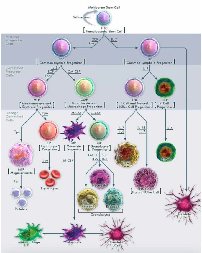 Figure I-1. Development of cells of the immune system. This development starts from a common pluripotent hematopoietic precursor cell that  differentiates into more specialized progenitor cells in the bone marrow to form a heterogeneous group of immune cel