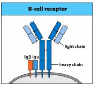 Figure I-2. B cell receptor structure. BCRs are composed of two identical light chains and two identical heavy chains