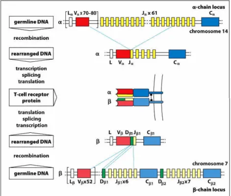 Figure I-5. Gene re-arrangement for coding TCR. The  chain genes rearrange first during thymic selection
