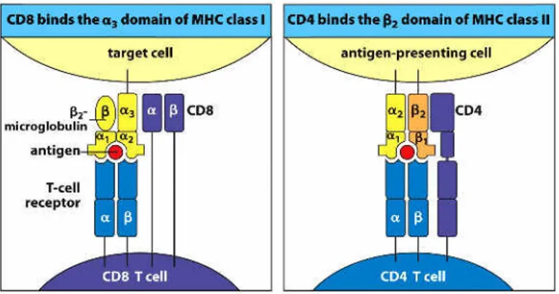 Figure  I-7. MHC  molecules  interaction  with  TCR.  The  peptide  complexed  in  the  pocket  of  MHC  interacts  with  CDR  (Complementarity  Determining Region) regions of the TCR and these interactions are stabilized through association of CD8 or CD4 