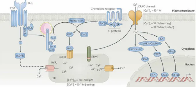 Figure I-11. Calcium signaling pathway in immune cells. Antigen recognition through the TCR results in the activation of protein tyrosine  kinases,  such  as  LCK  and  ZAP70,  which  initiate  phosphorylation  events  of  adaptor  proteins,  such  as  SLP