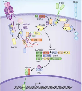 Figure I-12.  PKC  signaling  pathway. TCR stimulation activates PLC1 that  will  hydrolyze  PIP2 into DAG and InsP3