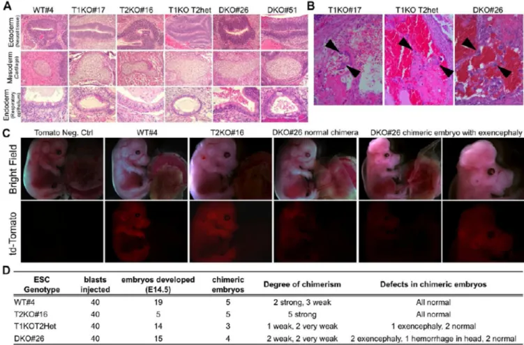 Figure 2. Double knockout ESCs remain pluripotent in teratoma and chimera assays (A) Representative images of each germ layer from H&amp;E stained sections of teratomas generated from ESCs of indicated genotypes