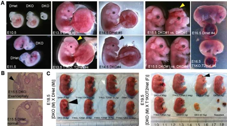 Figure 4. Defects in midgestation double knockout embryos