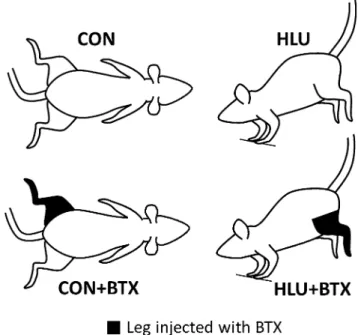 Fig. 1). HLU was initiated on day 0, and BTX injections were performed 3 days prior so that the mice would have maximal paralysis at the start of the unloading period