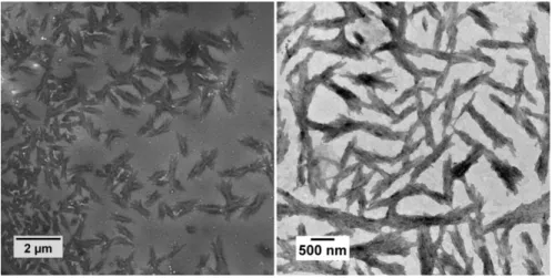 Figure 1. Representative TEM images of structures obtained from MAm-GFF solution in ethanol at 0.1 