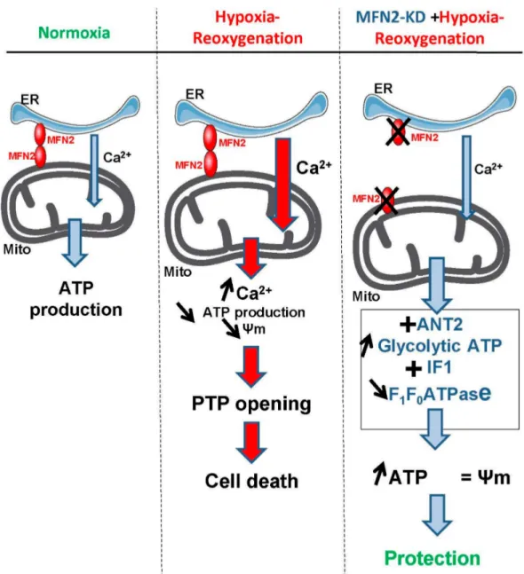 Figure 8. ANT2-mediated ATP import into mitochondria protects against cardiac hypoxia lethal injury.