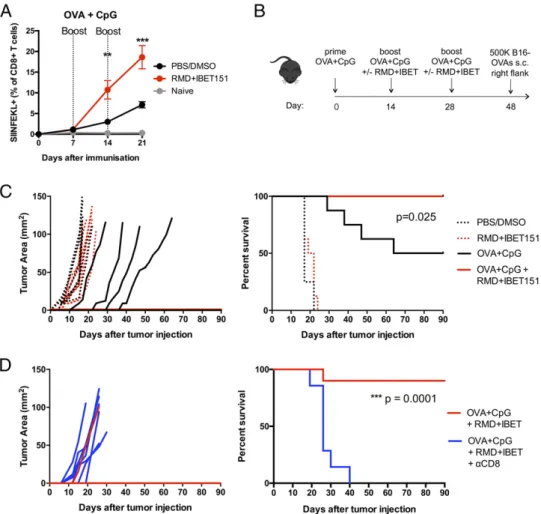 FIGURE 2. RMD+IBET151 increases protein-elicited T cell responses in an accelerated prime-boost regimen, conferring superior CD8 + T cell–mediated melanoma protection