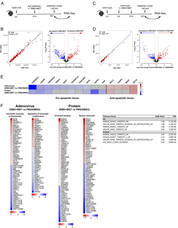 FIGURE 4. Differential expression of apoptosis- and chromatin-related genes in CD8 + T cells following RMD+IBET151 treatment