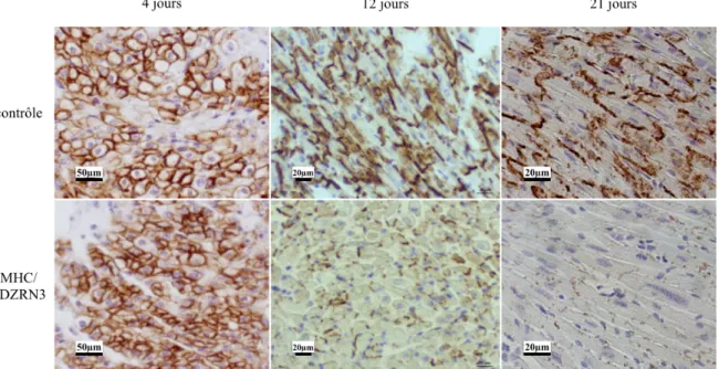Figure 36 : Immunohistochimie Cx 43 chez les souris contrôles et Pdzrn3 OE à 4 jours, 12 jours et 3 semaines  (échelle = 50 µm à gauche, 20 µm au milieu et à droite)