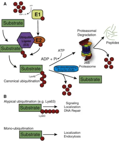 Figure  9 :  Le  système  ubiquitine-protéasome.  A.  Modification  post  traductionnelle  de  protéines  cible  nécessaire à leur dégradation via le protéasome