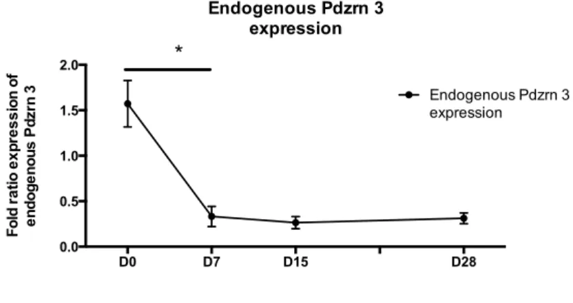 Figure 13 : Analyse en RT-qPCR de l’expression de Pdzrn3 dans les cardiomyocytes murins