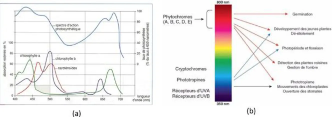 Figure 1 : Absorption de la lumière par la plante : (a) spectre d’absorption des pigments chlorophylliens et spectre  d'action photosynthétique - Source : https://www.monprofsvt87.com (b) spectre de la lumière dans le processus de 