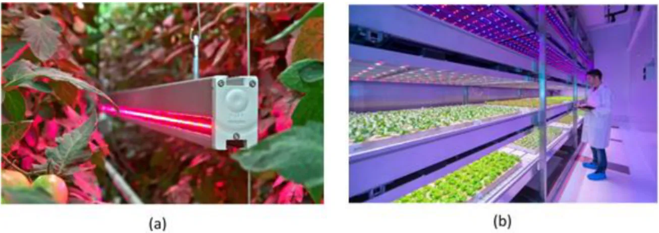 Figure 2 : Eclairages horticoles à LED en milieux contrôlés (a) dans une serre – Source : https://hortamericas.com/ (b) :  dans une usine de plantes - Source : https://www.ledsmagazine.com/ 