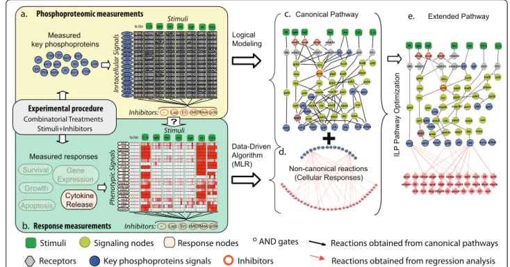 Figure 1 Experimental and Computational workflow: (a) The “ signalling ” dataset monitors the activity of 16 different key phosphoproteins (blue nodes) under the combinatorial treatment of stimuli (green nodes) and inhibitors (red circles)