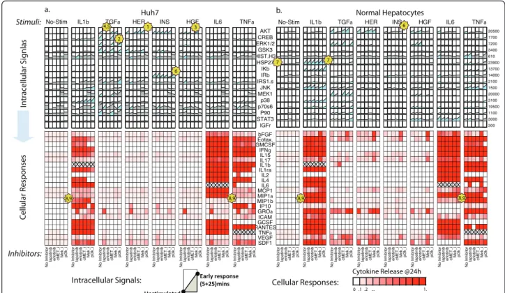 Figure 2 Experimental dataset in (a) Huh7 hepatocellular carcinoma cell type and (b) primary hepatocytes