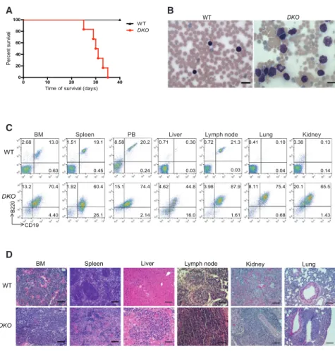 Figure 3. The B Cell Malignancy in DKO Mice Is Transplantable to Secondary Recipients