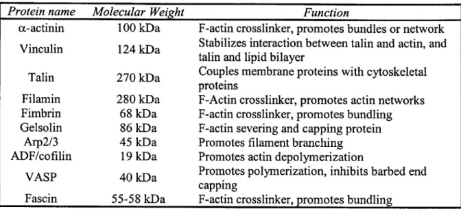 Table  1.1.  Actin  binding proteins,  molecular  weights (approximate)  and  functions