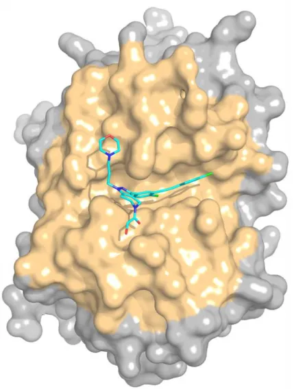 Figure 1. Solid surface representation of a representative crystal structure of cathepsin S (PDB 